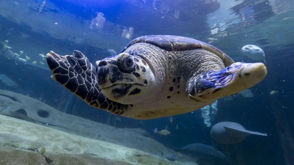 columbus zoo and aquarium