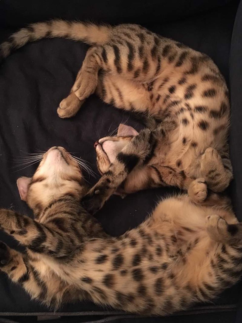 comfort. Two cats relaxing