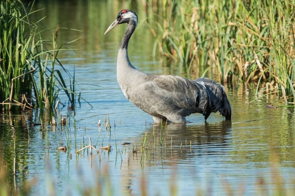 Common Crane Slimbridge Wetland heroes