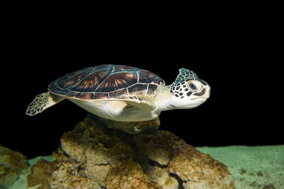 Common Green Turtle-Houston Zoo