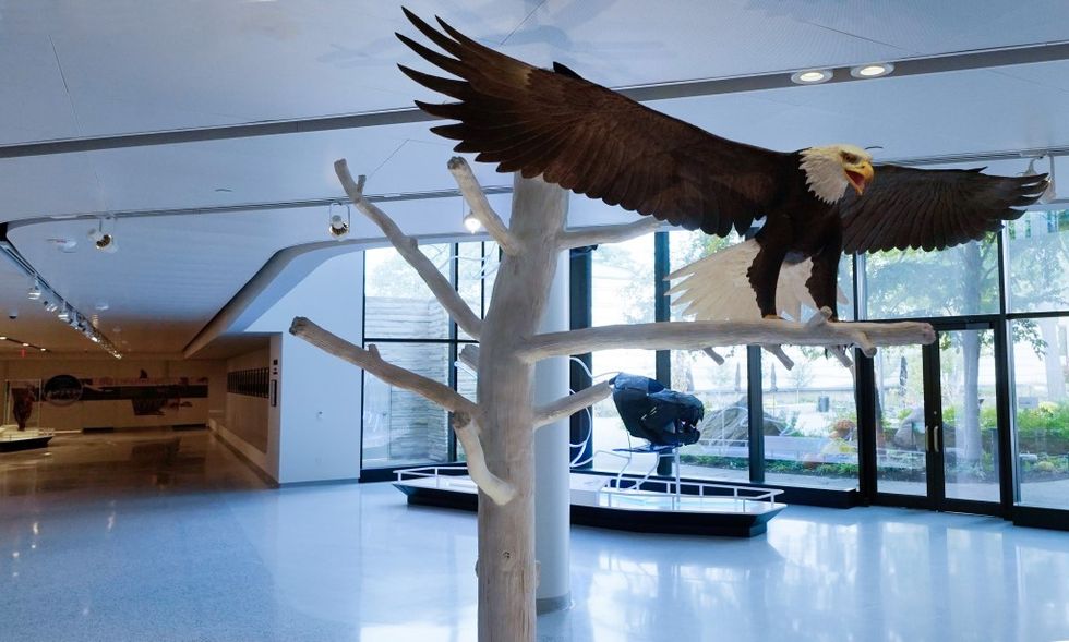 Communicating the arts CMNH eagle