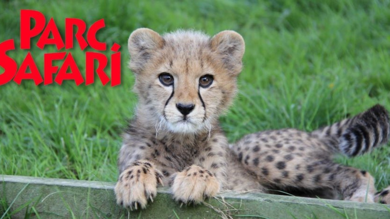 Connect&Go Parc Safari