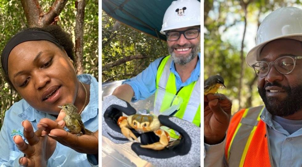 Conservation-projects-Disney-Lookout-Cay