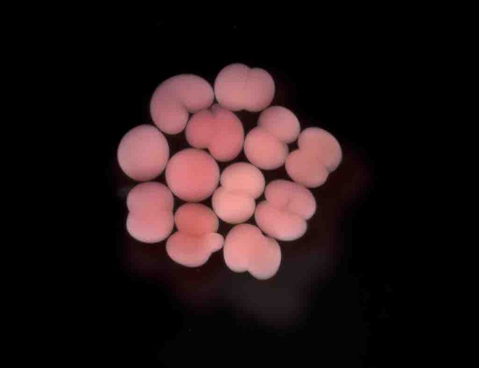 Coral cells divide following fertilisation Horniman Museum