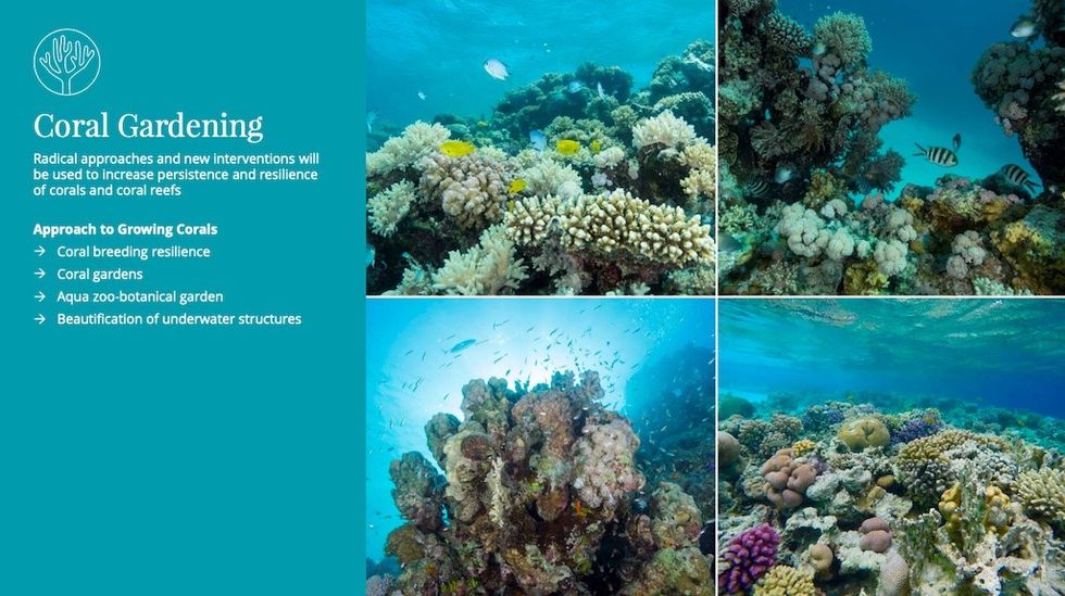 Coral gardening red sea project