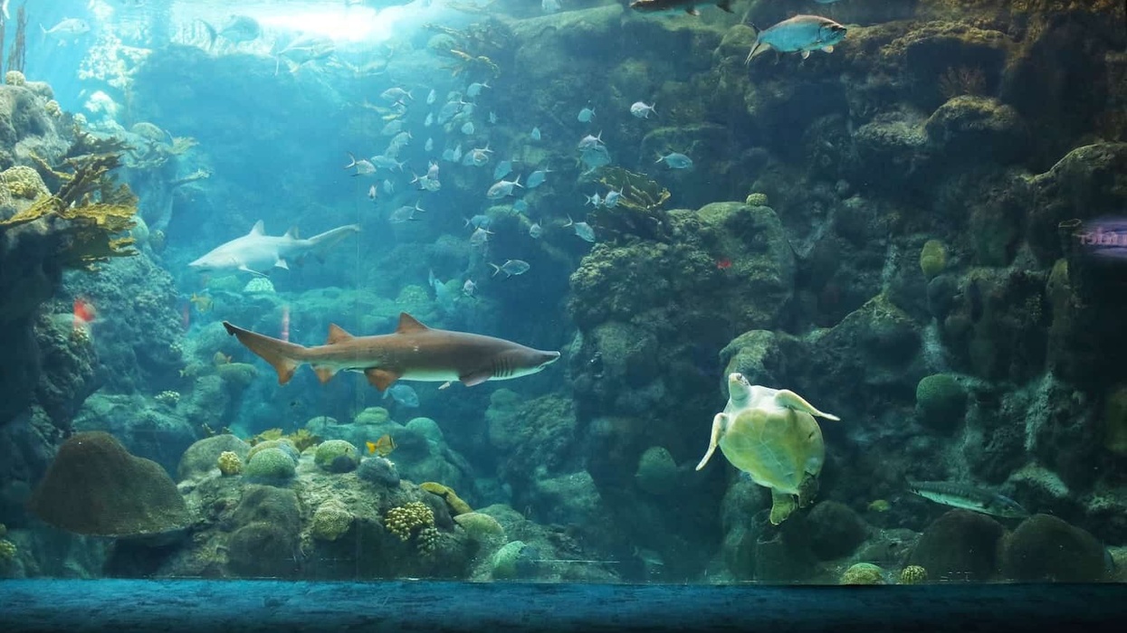 Coral Reef Florida Aquarium
