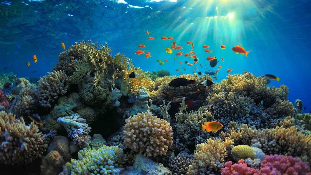 coral reef in sunlight marine research
