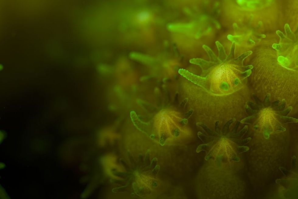 Coral 'setting' Egg sperm bundles in the polyps r