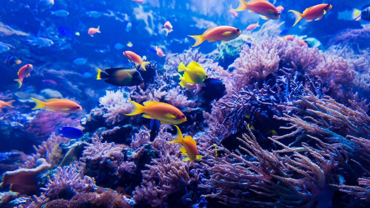 Corals-and-Fish