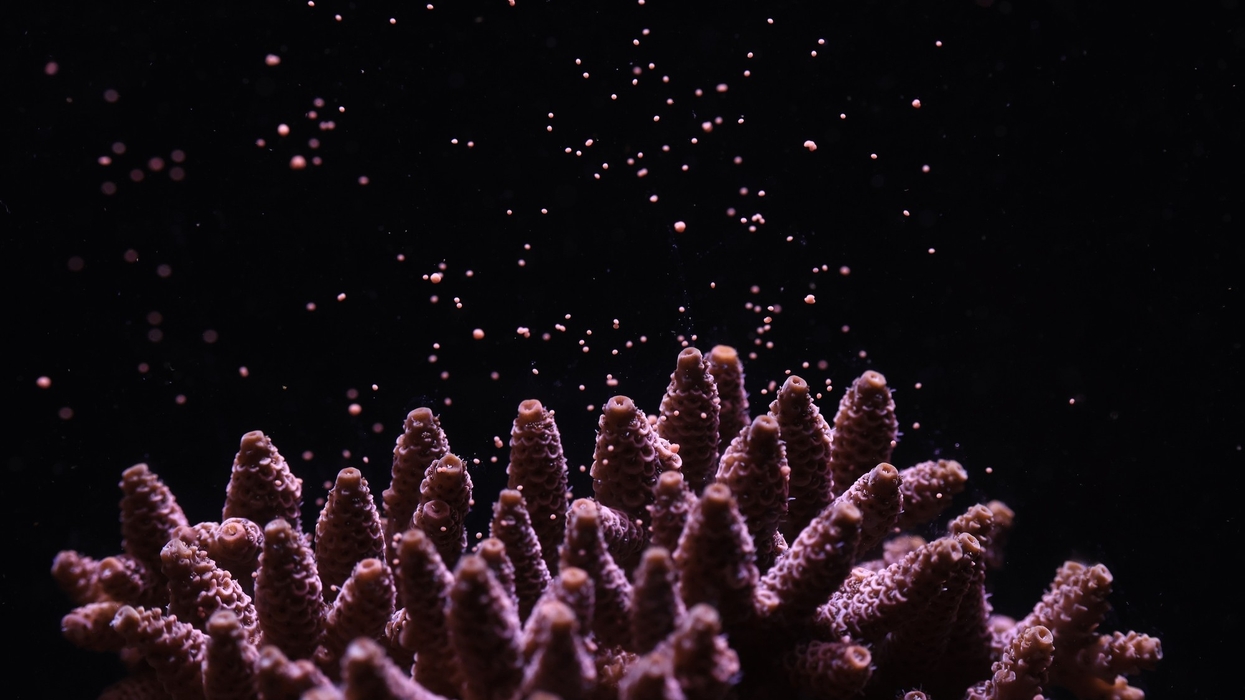 corals horniman museum