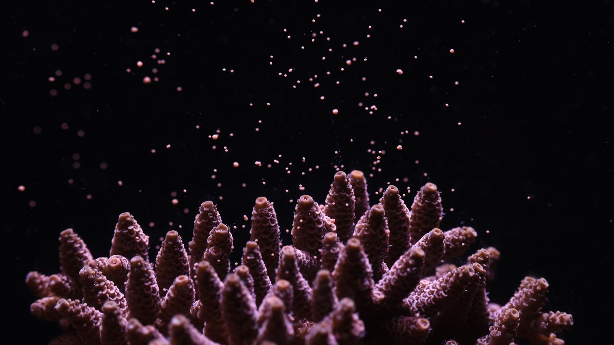 corals horniman museum