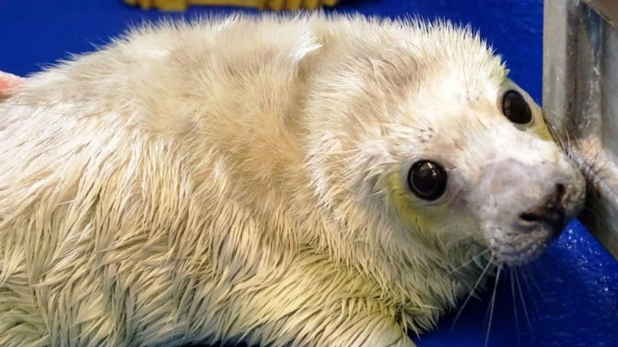 cornish-seal-sanctuary-pup