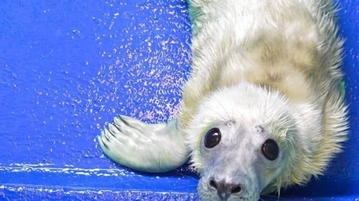 cornish seal sanctuary