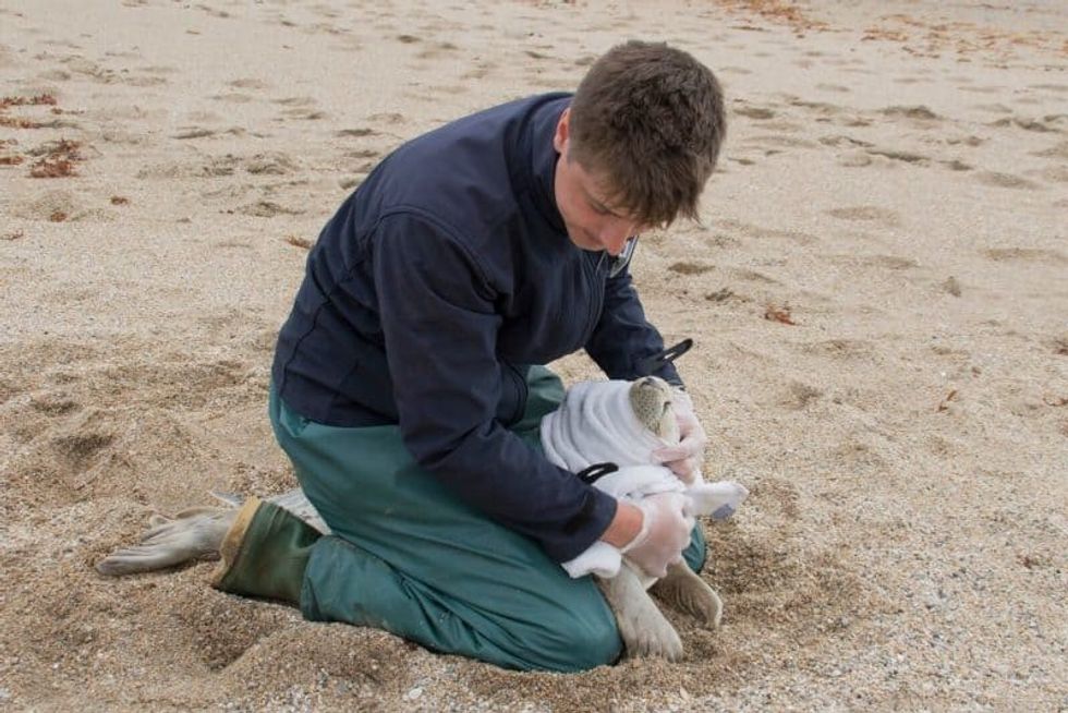 cornish seal sanctuary
