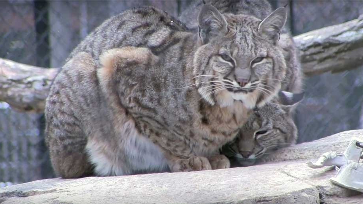 Cosley Zoo big cat