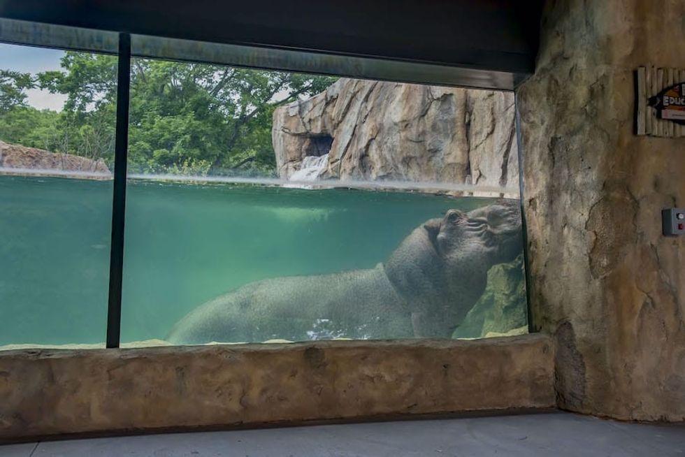 COST of Wisconsin Hippo Exhibit