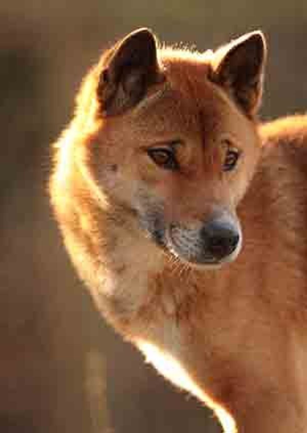 cota singing dog exmoor zoo