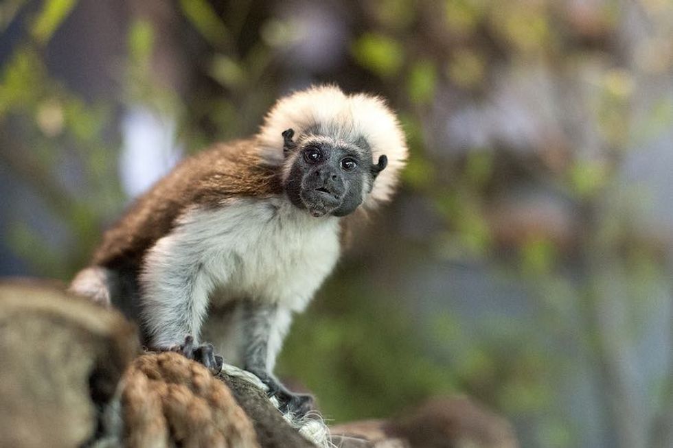 Cotton top tamarin the green planet dubai rainforest