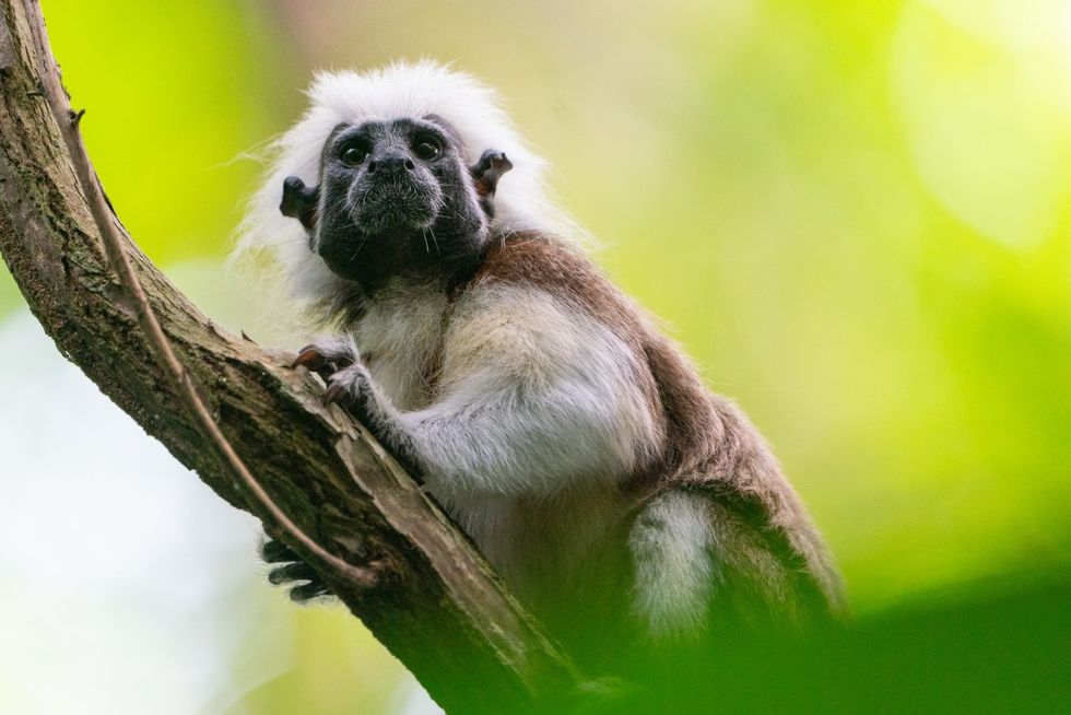 cotton-top tamarin