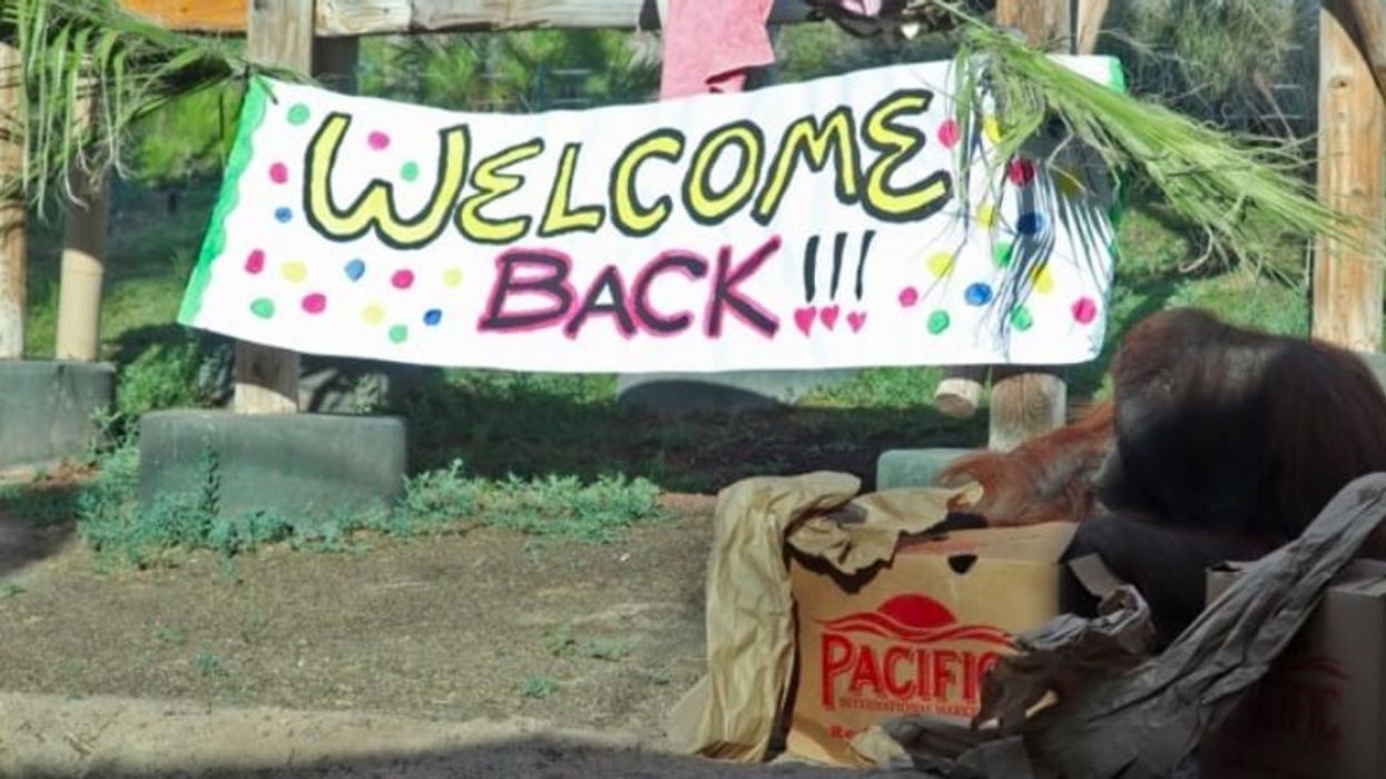 COVID-19 messaging Gateway webinar Welcome back zoo banner