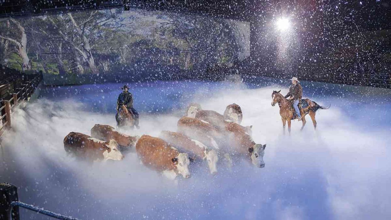 cowboys herd cattle in show at australian outback spectacularr
