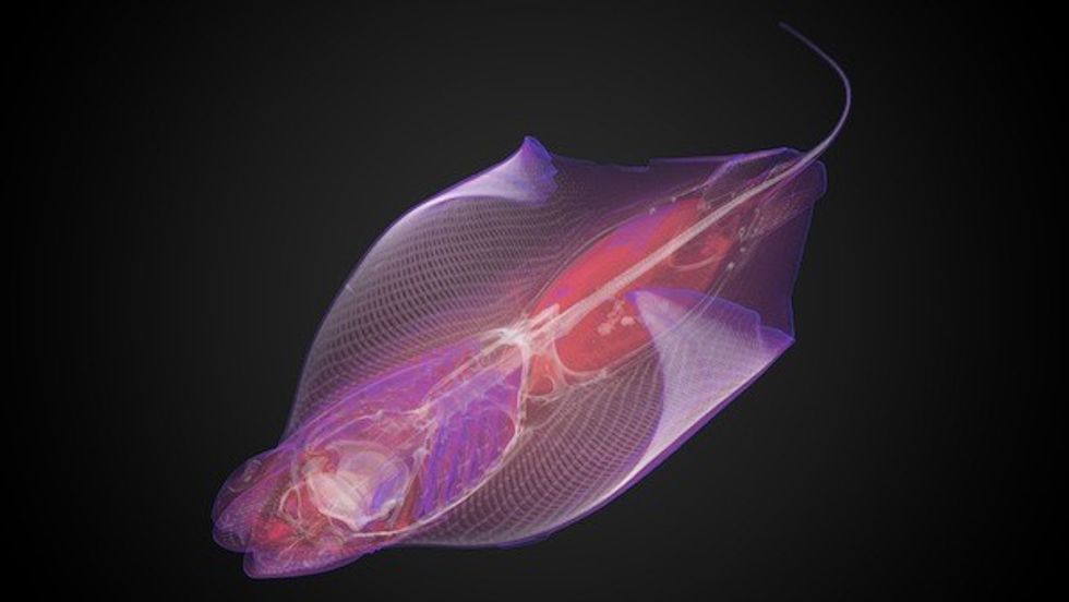 Cownose Ray Frost Science