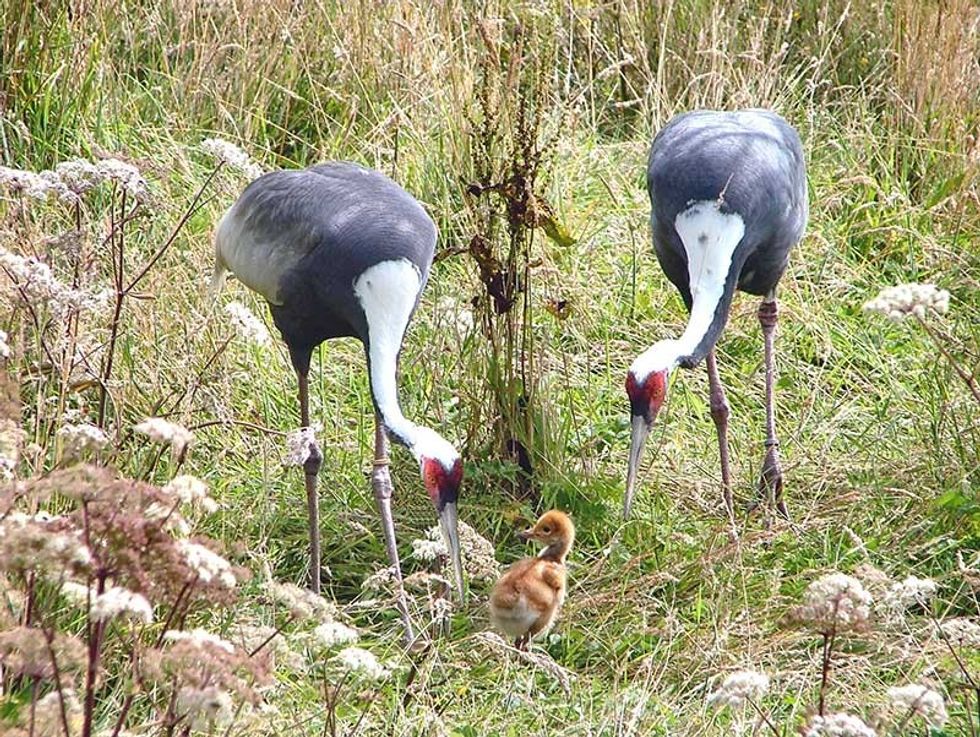 cranes chicks bird conservation exmoor zoo