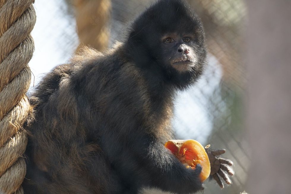 Crested Capuchin Santa Ana Zoo