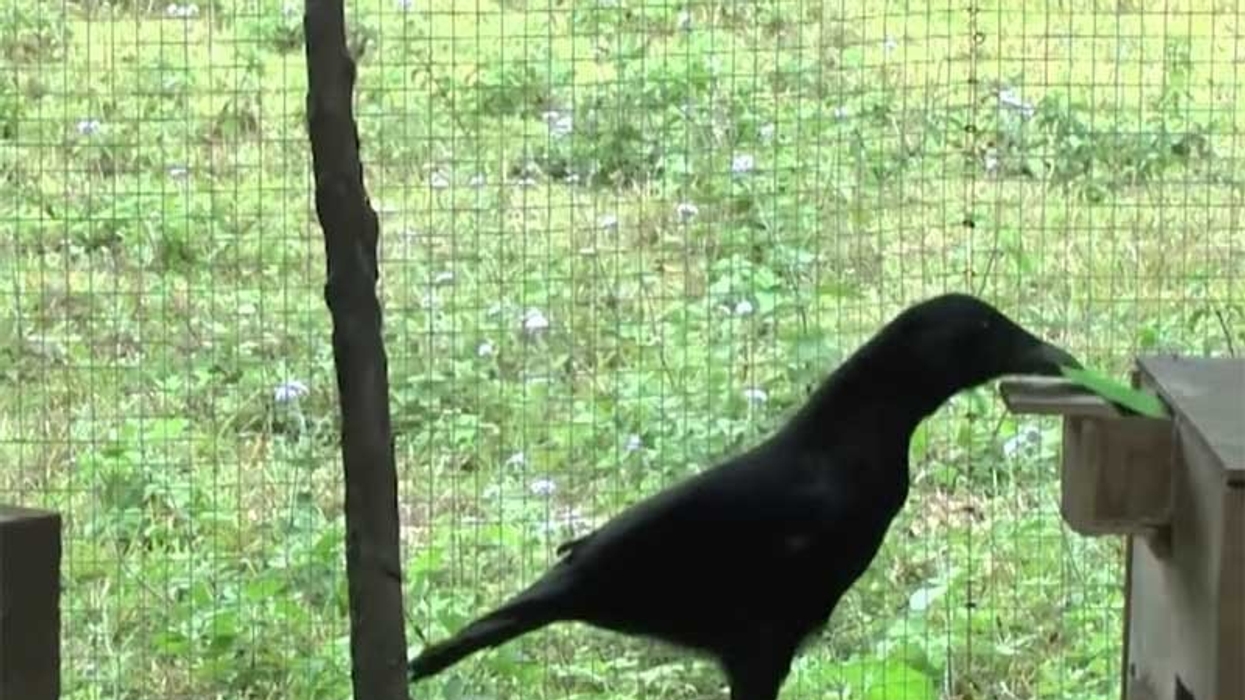 crow