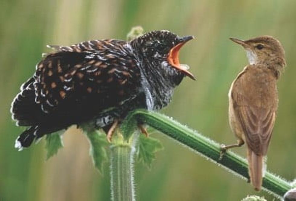 cuckoo