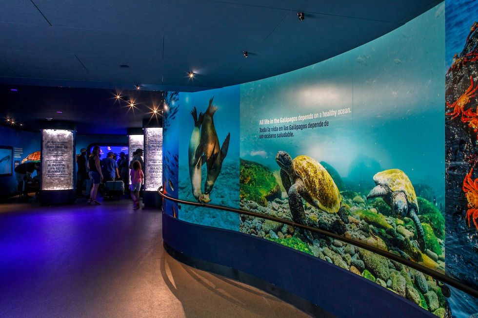 Curved exhibit wall with Galapagos marine life images and informational text.
