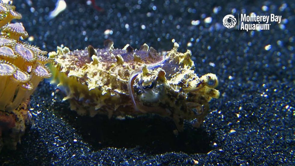 Cuttlefish at Monterey Bay Aquarium tank