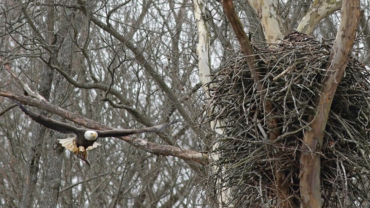 Cuyahoga Valley National Park bald eagle