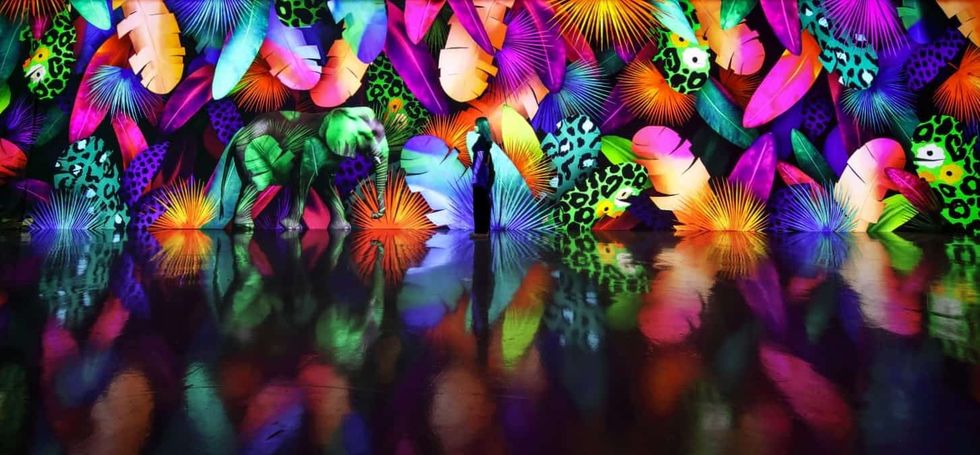 D'Strict ARTE MUSEUM Tropic