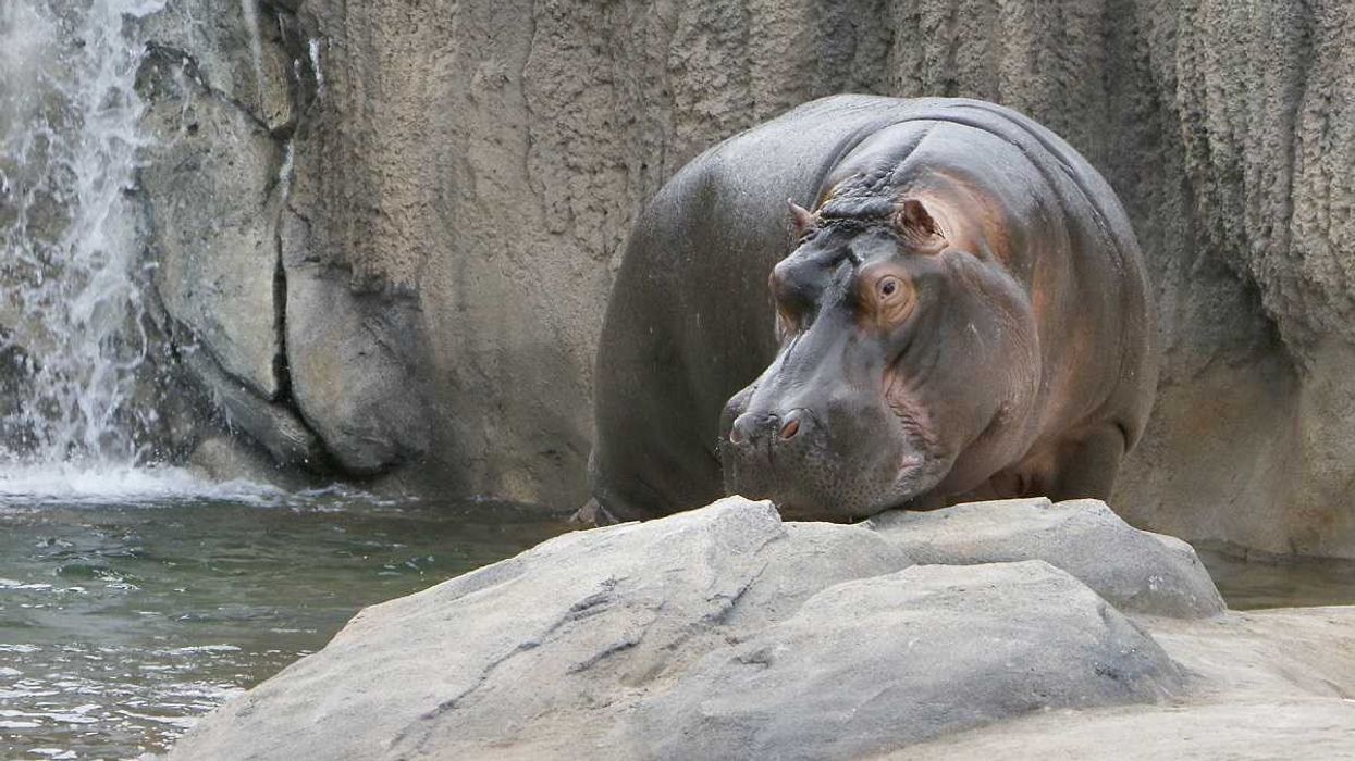 Dallas Zoo's brand new $14 million exhibit is hippo heaven
