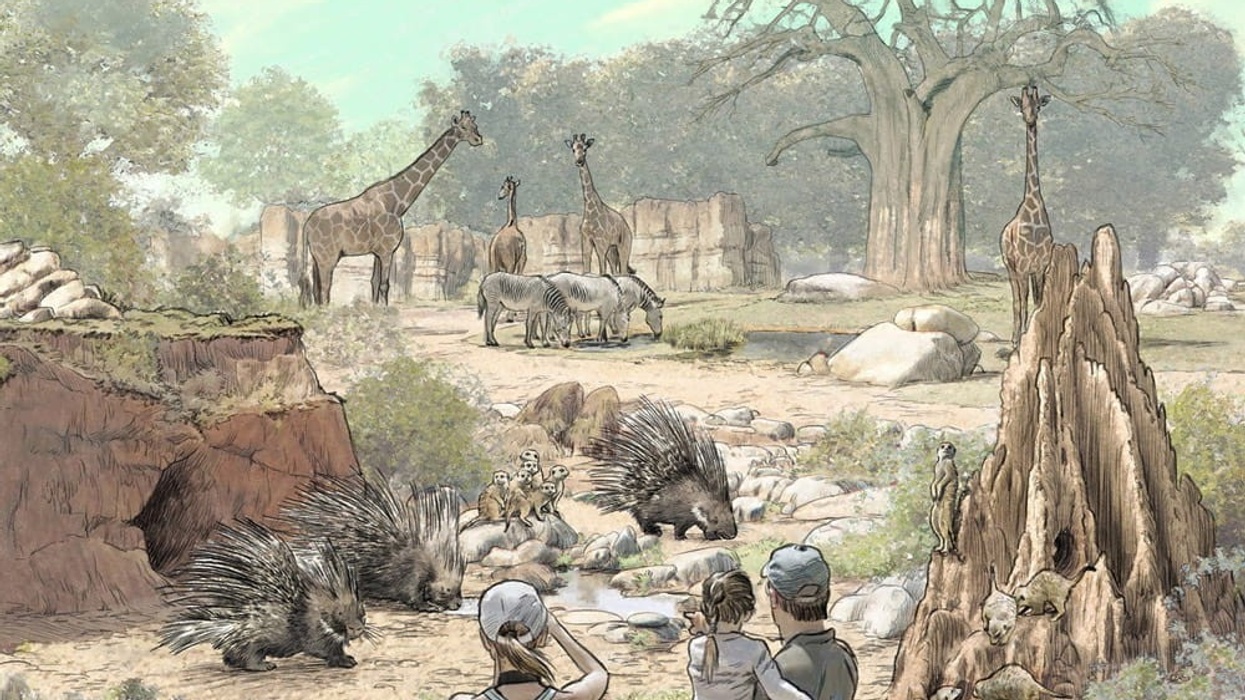 dan pearlman Group Frankfurt Zoo