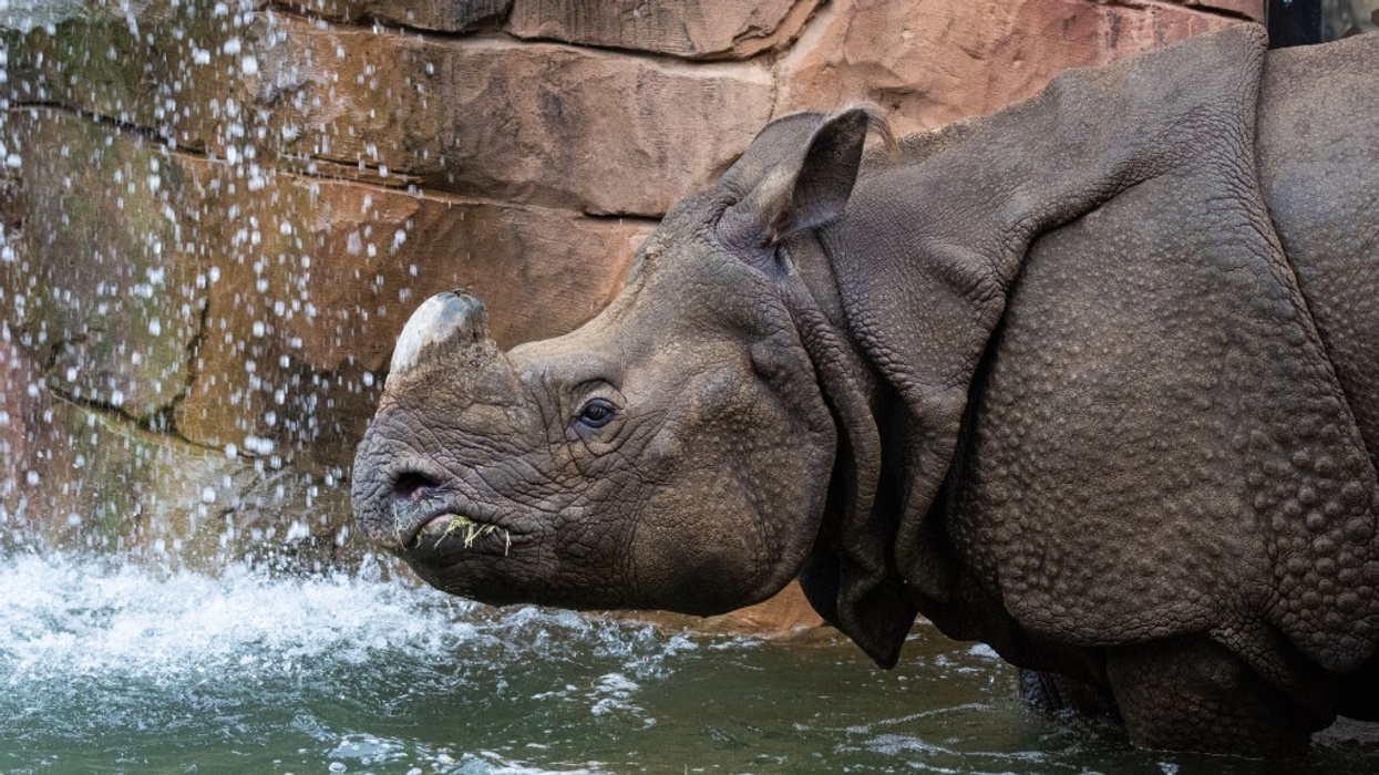 dan pearlman Group Rhinoceros Pagoda