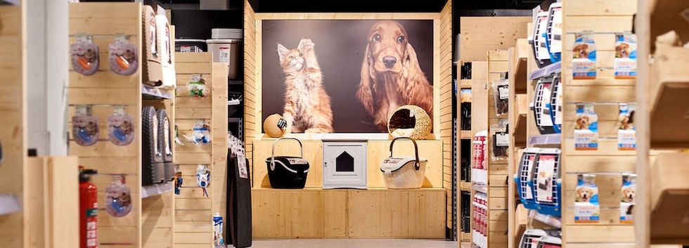 dan pearlman kolle zoo