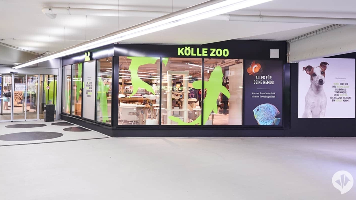 dan pearlman kolle zoo