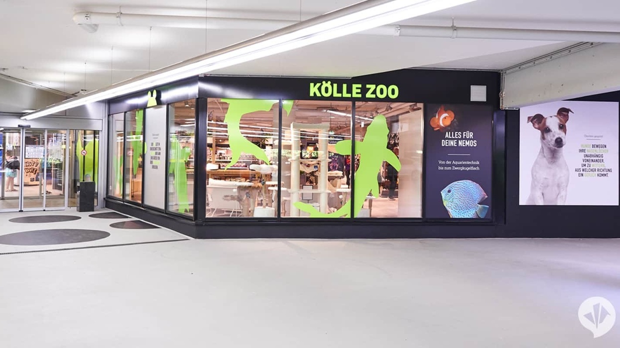 dan pearlman kolle zoo