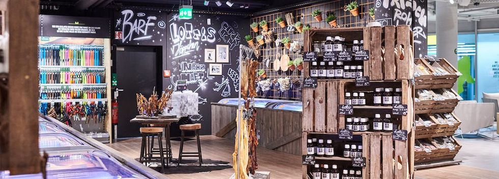 dan pearlman kolle zoo