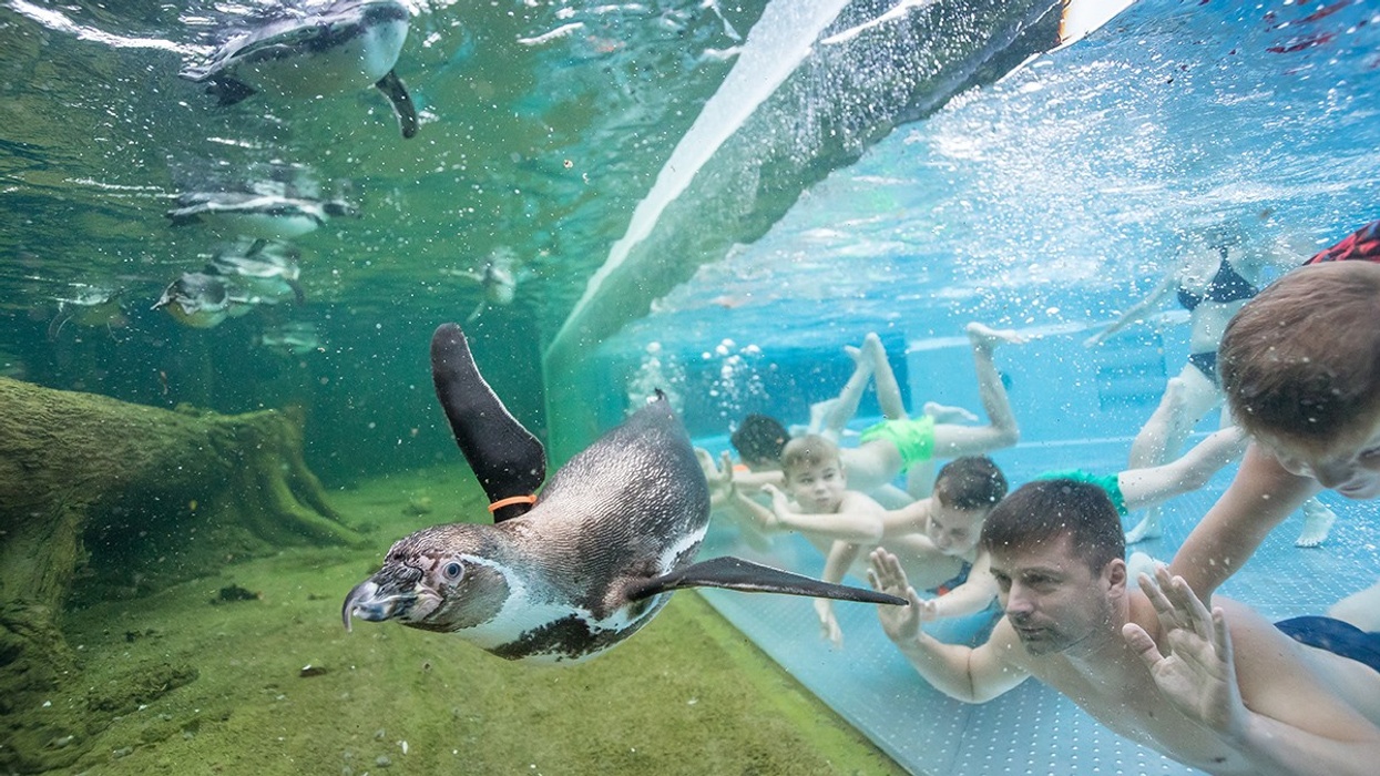 dan pearlman swimming with pensuins Spreeweltenbad Lübbenau