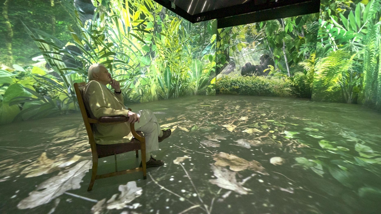 David Attenborough in a chair, surrounded by immersive jungle projections.