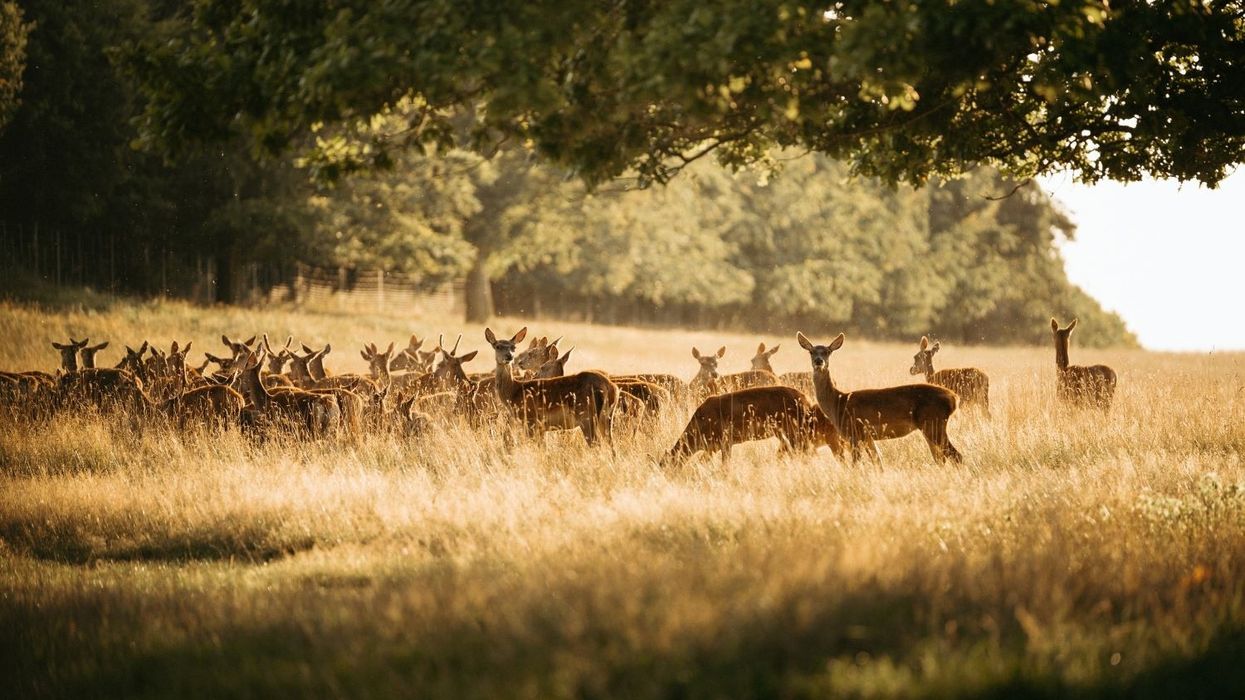 deer safari raby castle