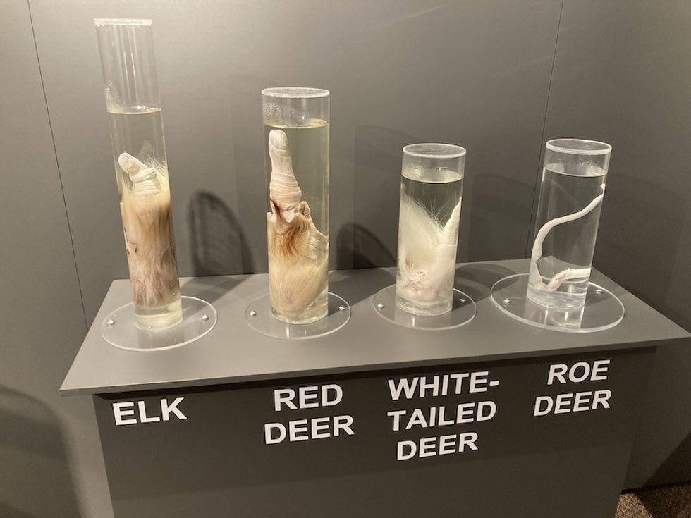 deer specimens
