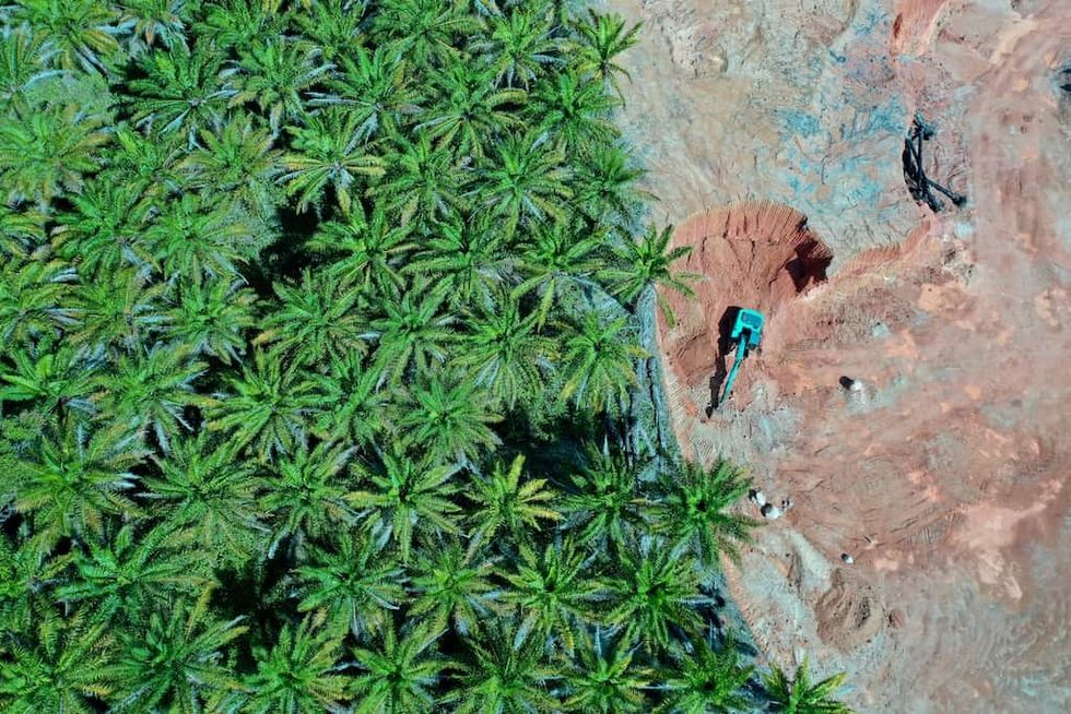 deforestation in Malaysia