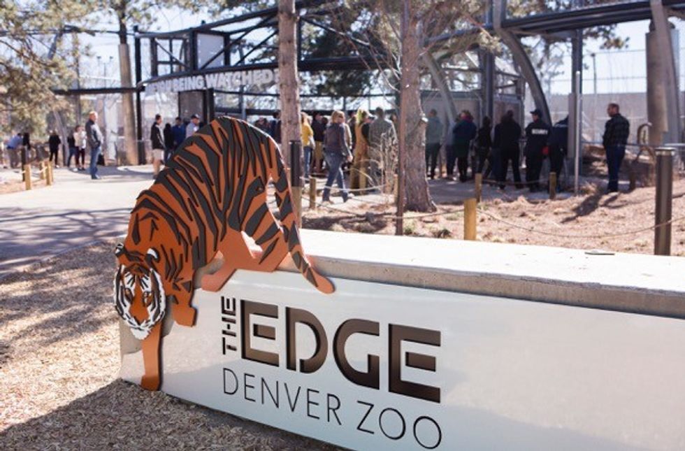 Denver Zoo Brings Tigers and Visitors Face to Face in Brand New The Edge Exhibit