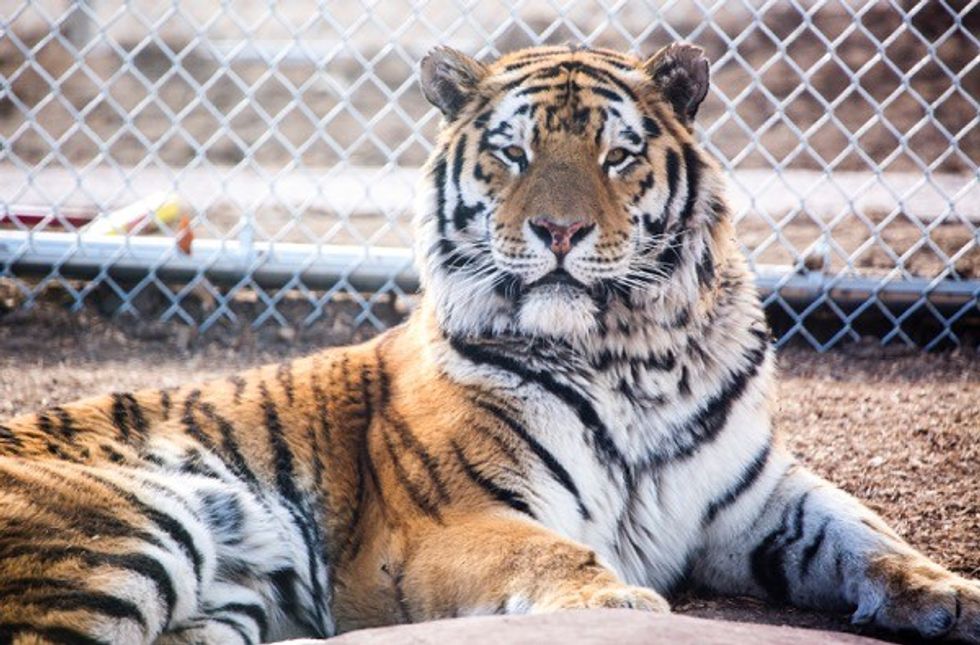 Denver Zoo Brings Tigers and Visitors Face to Face in Brand New The Edge Exhibit