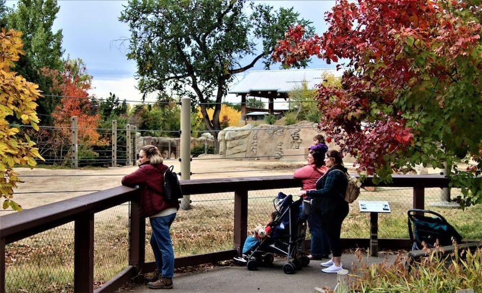 Denver Zoo Elephants