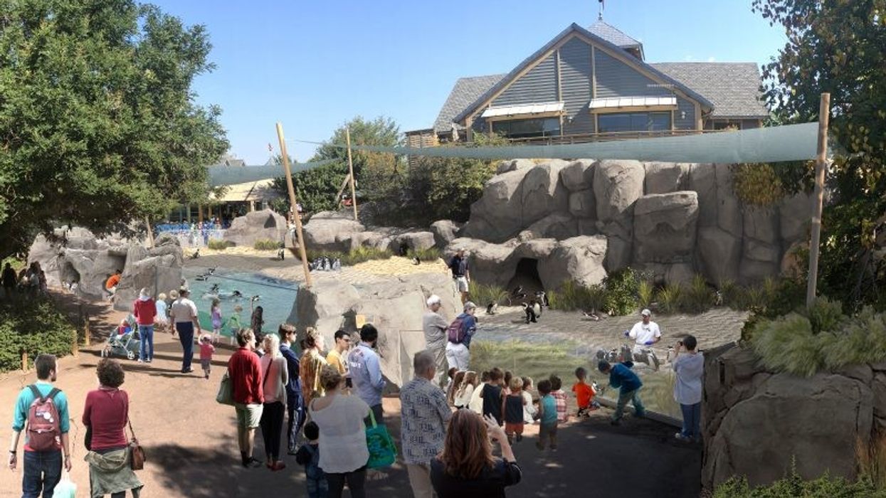 denver zoo penguin habitat